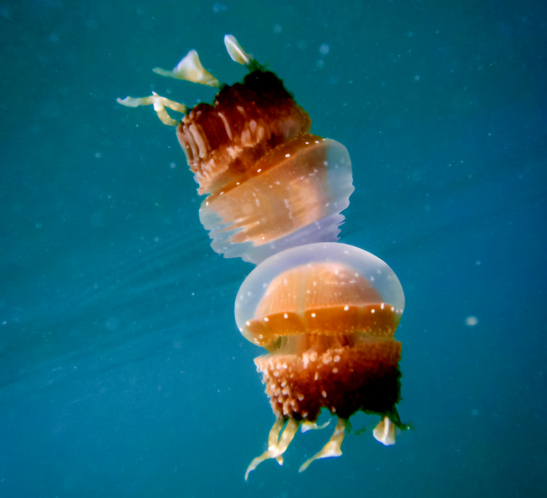 Swim With Stingless Jellyfish in Togean Islands