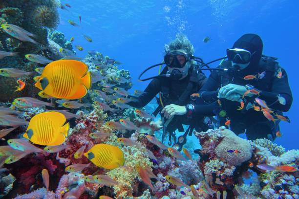 8 Days 7 Nights . . . . . . . . For DIVERS