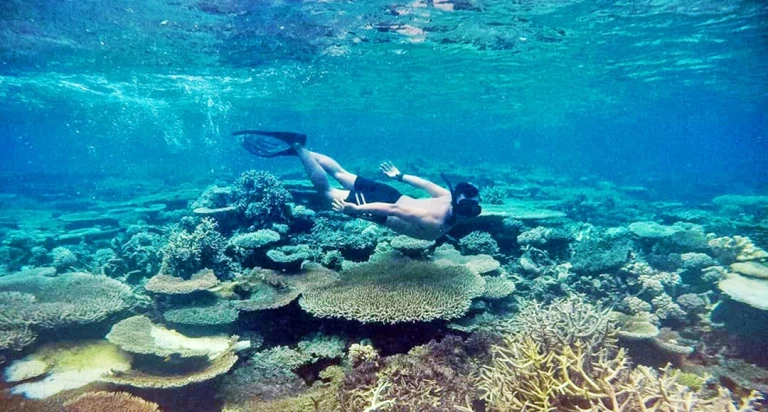 Snorkeller in long fins diving down over a wide reef of table and branching corals in clear blue water
