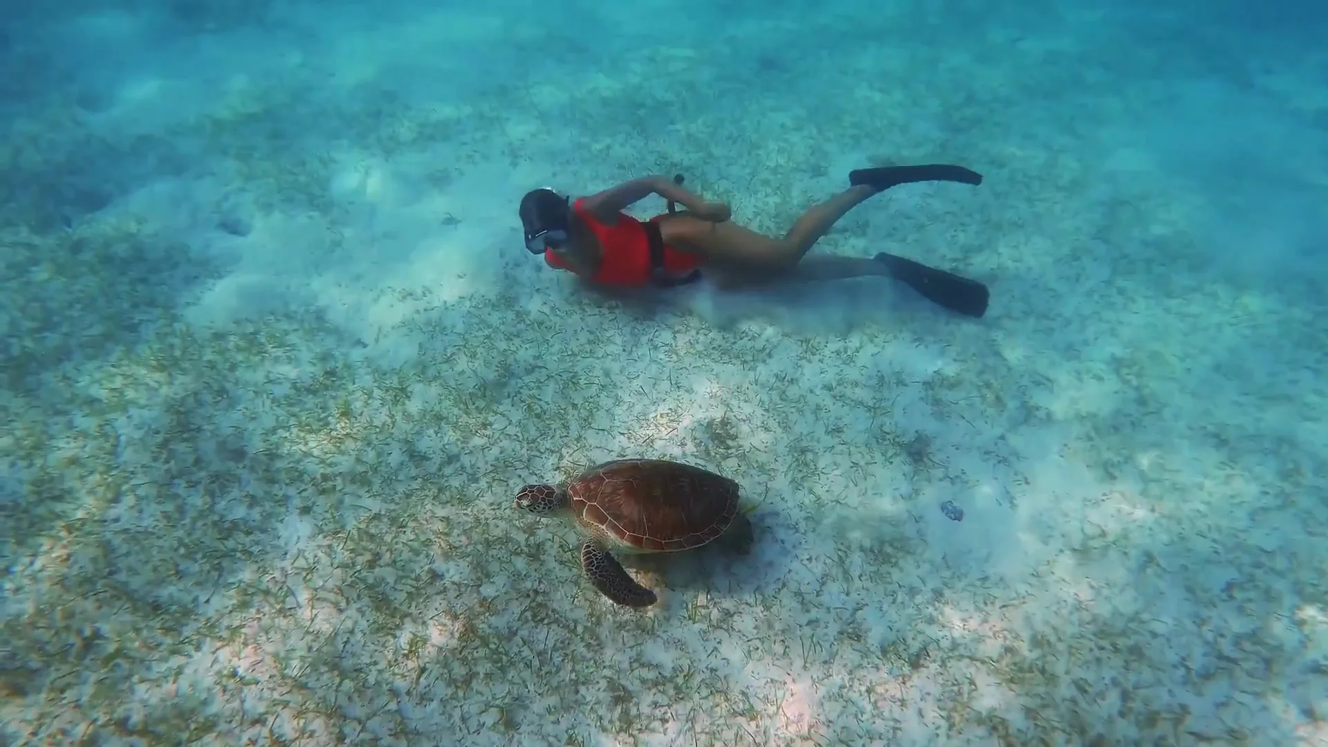 Snorkeller in a red life vest swimming above a sea turtle on a sandy seagrass bed