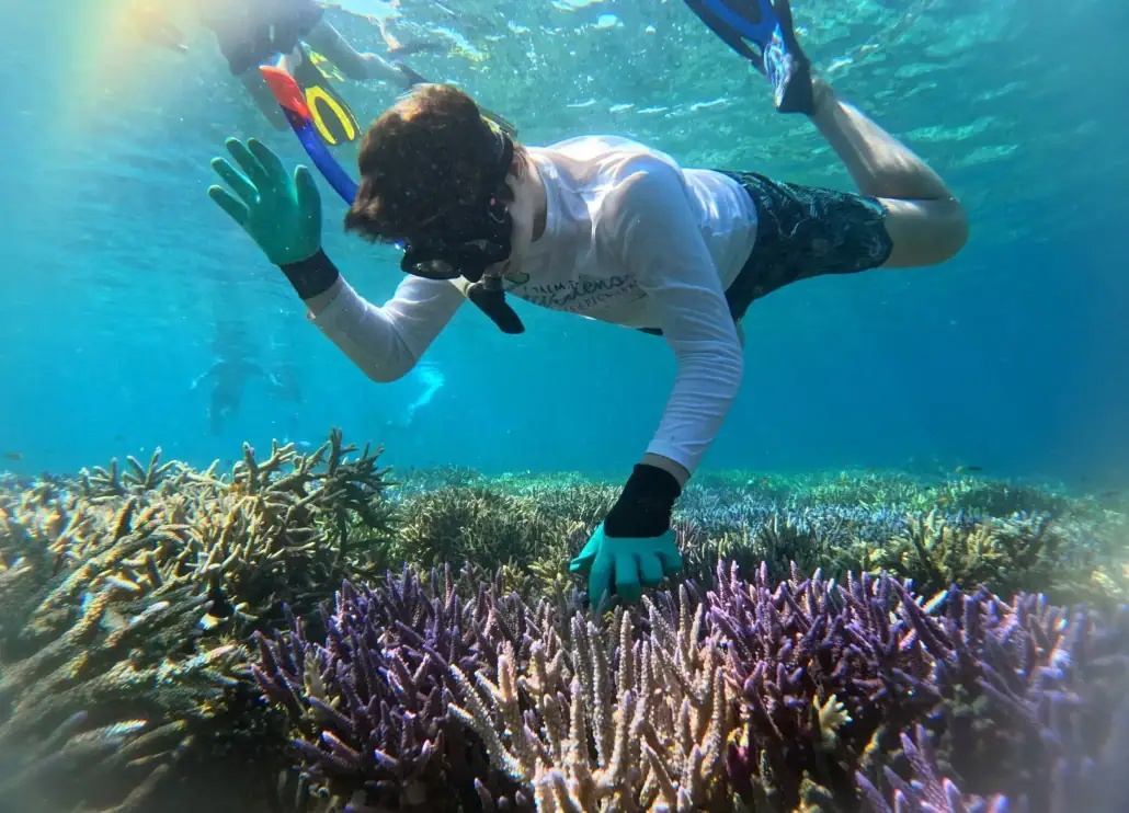 Snorkeller in a white rash guard and gloves gliding low over purple and cream branching coral