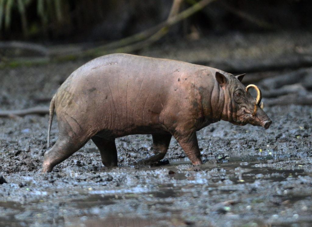 Babirusa, a wild pig with tusks curving up through its snout, walking across wet forest mud