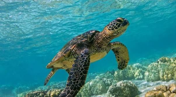 Sea turtle swimming just below the sunlit surface over rounded coral heads in clear water