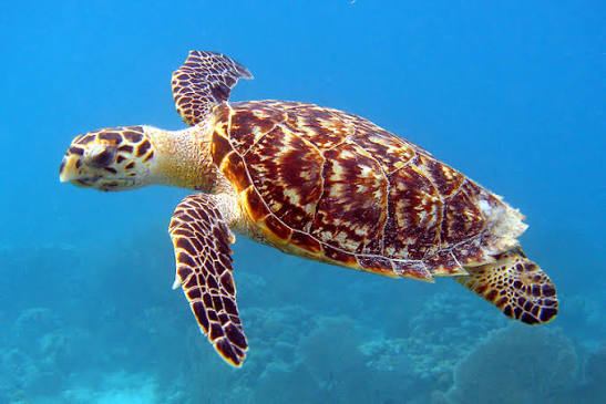 Hawksbill sea turtle with a patterned amber shell swimming over a reef in bright blue water