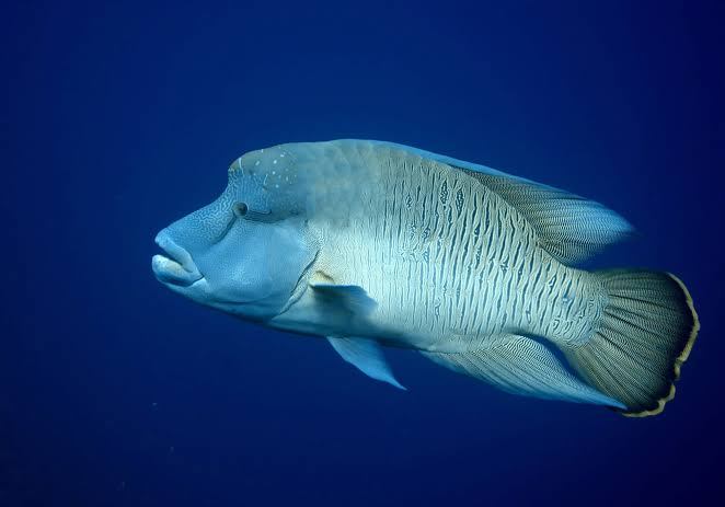 Large humphead wrasse with a bulging forehead swimming through deep blue open water