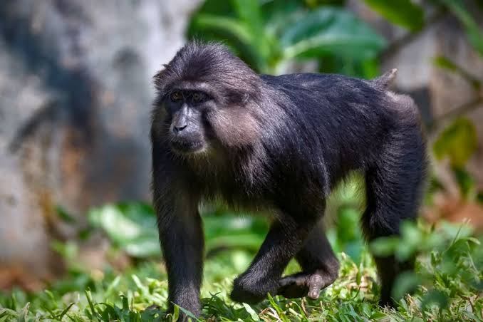 Black-furred macaque walking on all fours across green grass in front of a tree trunk