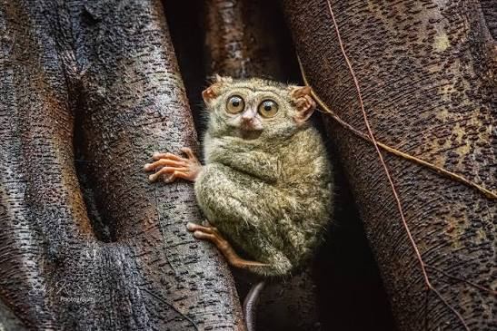 Tiny tarsier with huge round eyes clinging to a tree between two thick trunks